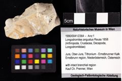 Foto (Objket + Etiketten) von Longodromites angustus (Reuss 1858) 